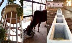 नगर पालिका नौतनवा और हिन्दू धर्म गौशाला समिति नौतनवा